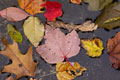 Autumn in the Catskills